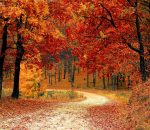 fall-1072821_1920 fall-1072821_1920